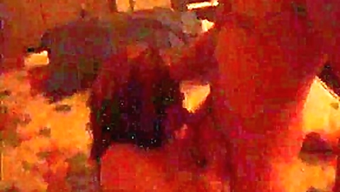 Wife shared with three cocks