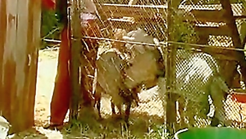 Bisex vintage farmers